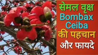 सेमल (Bombax ceiba) की पहचान एवं फायदे .