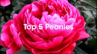 Wildwood's Top 5 Peonies 2024