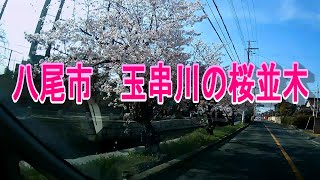 大阪府八尾市　玉串川の桜並木　ドラレコ