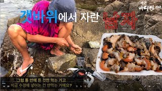 갯바위에서 전복 소라 해삼 성게 손질하기[Local Busan 2]Cleaning And Eating Raw Abalone, Trumpet Shell and Sea Cucumber