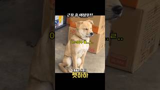 근무중 이상무!!ㅋㅋ #동물쇼츠 #웃긴영상 #유머 #강아지 #funny #pets #cat #animals #쇼츠 @짤하하