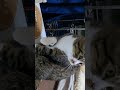 急にグルーミングを止める猫🐈