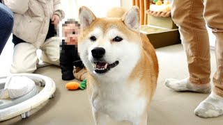 Our Shiba Inu is so happy that everyone is doing well... I have an announcement to make at the end.