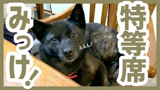 【甲斐犬】飼い主のイスを隙あらばすぐに奪っちゃう甲斐犬が可愛すぎる！