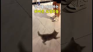 🐱 고영희가 집사를 흉내내는 귀여운 순간들 💕 #고양이 #cat