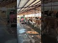 tractor cleaning cow manure good tools and machinery can increase work efficiency