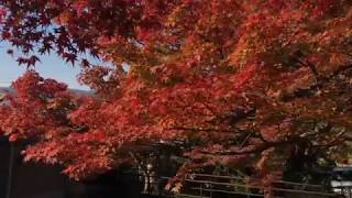 京都大原三千院 未明橋　2017年11月6日 秋【京都の紅葉】