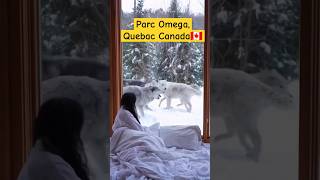 Parc Omega Quebec Canada 🇨🇦 | Wolf Lodge | Wildlife park Montebello, Quebec Canada | wolf Cabin