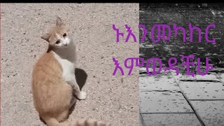 ኑእንመካከር እምወዳቺሁ