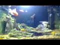 21 fish video for cat 24m 14