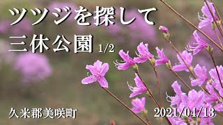 ツツジを探して　三休公園編　＜ 久米郡美咲町：2021/04/13 ＞　ツツジが有名なところのようです。