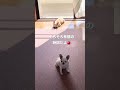 オヤツちょうだい🍎　 shorts 極小チワワ チワワ 保護犬 かわいい犬