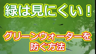 緑は見にくい！グリーンウォーターを防ぐ方法 滋賀県のメダカ販売店 めだか藁屋 高木正臣