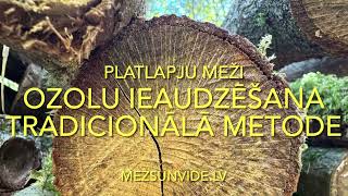 Ozolu meža ieaudzēšana. Tradicionālā metode