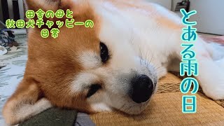 【秋田犬】とある雨の日☔くすぐったいよ～😂/田舎の母と秋田犬チャッピーの日常