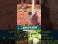 புதிய ரக தாய் வெள்ளை நாவல் earlybirdagrisolutions fruit agriculture farming jamun