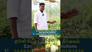 புதிய ரக தாய்  வெள்ளை நாவல்  #earlybirdagrisolutions #fruit #agriculture #farming #jamun