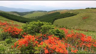 霧ヶ峰高原をオレンジ色に染めるレンゲツツジ・4K