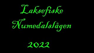 Laksefiske Numedalslågen 2022