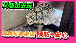 【豹龜】東非肯亞豹紋陸龜日常生活381~龜寶每年健康檢查 預防+安心~