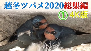 越冬ツバメ2020総集編①【4K版】