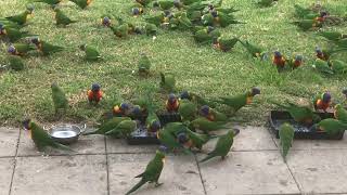 Rainbow Lorikeet’s Christmas morning 2024