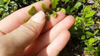 Kinnikinnick (Arctostaphylos uva-ursi)