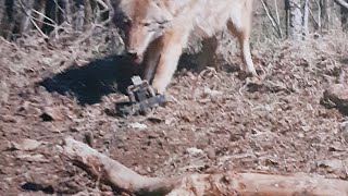 Summer Control Coyote and Predator Trapping