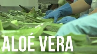 Les Bienfaits de l'Aloe Vera