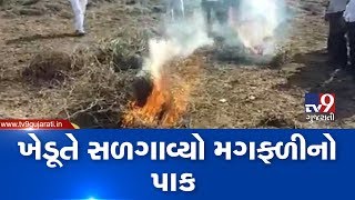 Farmer torches damaged groundnut crops , Junagadh | Tv9GujaratiNews