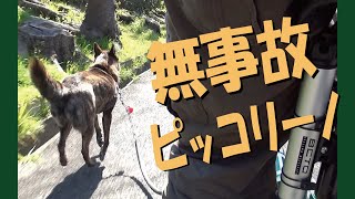 犬チャリで無事故を継続中＝！【甲斐犬・柴犬】