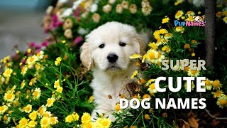 100+ CUTE DOG NAMES -- with Meanings! | PupNames.com