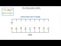 gcse biology what is dna structure and function of dna 65