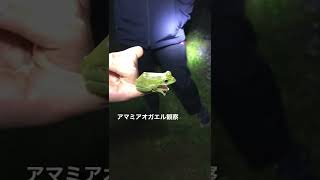 #13 アマミアオガエルの観察　Amami green tree frogs