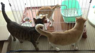 隔離された子猫と先輩猫の感動の再会！！