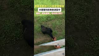 大猩猩帮游客捡手机！这一波操作亮了～#china #搞笑 #animals