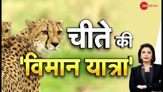 Deshhit: पीएम मोदी के जन्मदिन के दिन देश को मिलेगा शानदार तोहफा | Cheetah | Wildlife | Hindi News