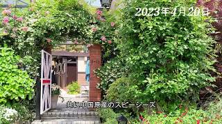 神戸異人館街「英国館」の早咲きつるバラ【リージャンロードクライマーと白モッコウ】