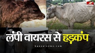 Ratlam Lumpy Virus | MP में लंपी वायरस की दहशत | दर्जनभर गायों के शरीर में लक्षण | Lumpy Pox News