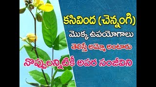 Kasivinda chettu | kasivinda plant | Cassia Occidentalis uses | kasivinda akulu | కసివింద | చెన్నంగి