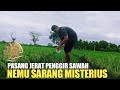 Pasang Jerat Gantung (Racik) di Sawah Dapat Sarang Misterius