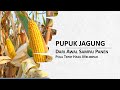 PUPUK JAGUNG DARI AWAL SAMPAI PANEN