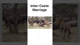 Inter-Caste Marriage #ytshorts #ytshort #viralvideo #trending #viralvideos