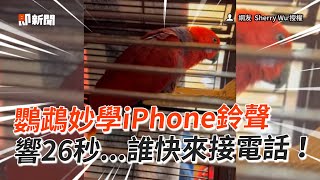 📲誰的電話快接～ 鸚鵡妙學iPhone鈴聲超像｜寵物動物｜折衷鸚鵡｜模仿