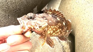 釣った新鮮な魚をおいしくいただく