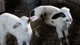 Животновъдството в България е пред ликвидиране