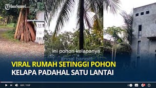 Beda dari yang Lain, Viral Rumah Setinggi Pohon Kelapa Padahal Satu Lantai, Begini Penampakannya