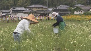 ひとつひとつ“手摘み”にこだわって　カモミールの収穫が最盛期　岡山市