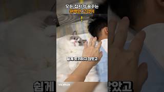 모든 집사가 꿈꾸는 완벽한 고양이