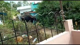 Bison (Gaur) attacked old man in kotagiri|The Nilgiris|wildlife